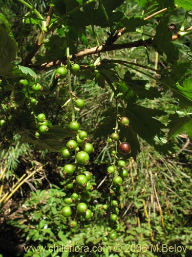 Image of Ribes magellanicum (Uvilla / Parilla). Click to enlarge parts of image.